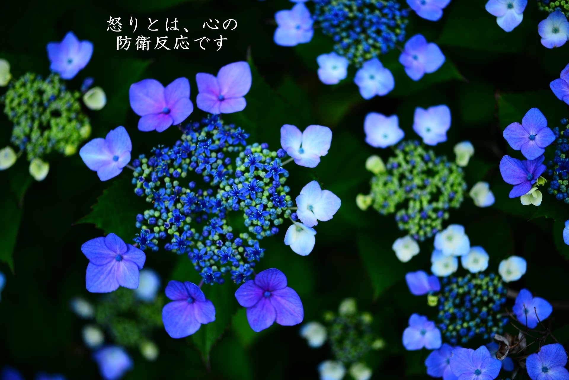 怒りとは、心の防衛反応です。対処プロセスは簡単ですがコツがいります。 怒りとは、心の防衛反応です。対処プロセスは簡単ですがコツがいります。